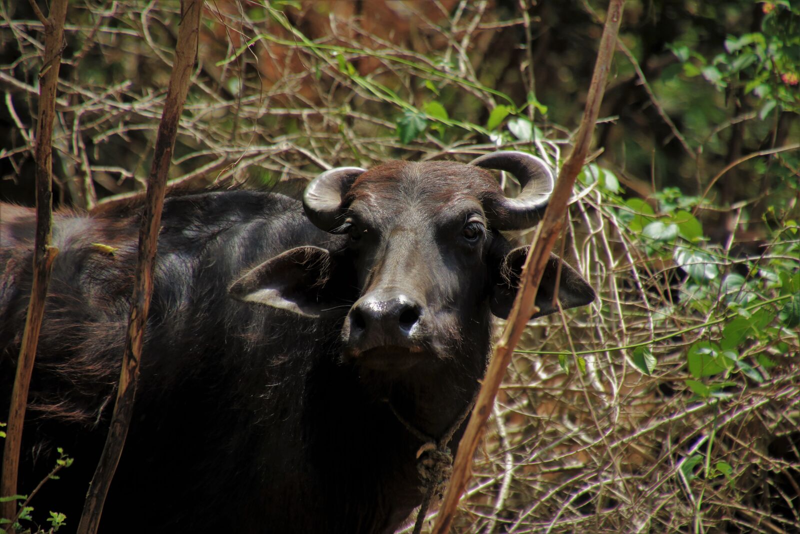 Canon EOS 80D sample photo. Cow, buffalo, animal photography