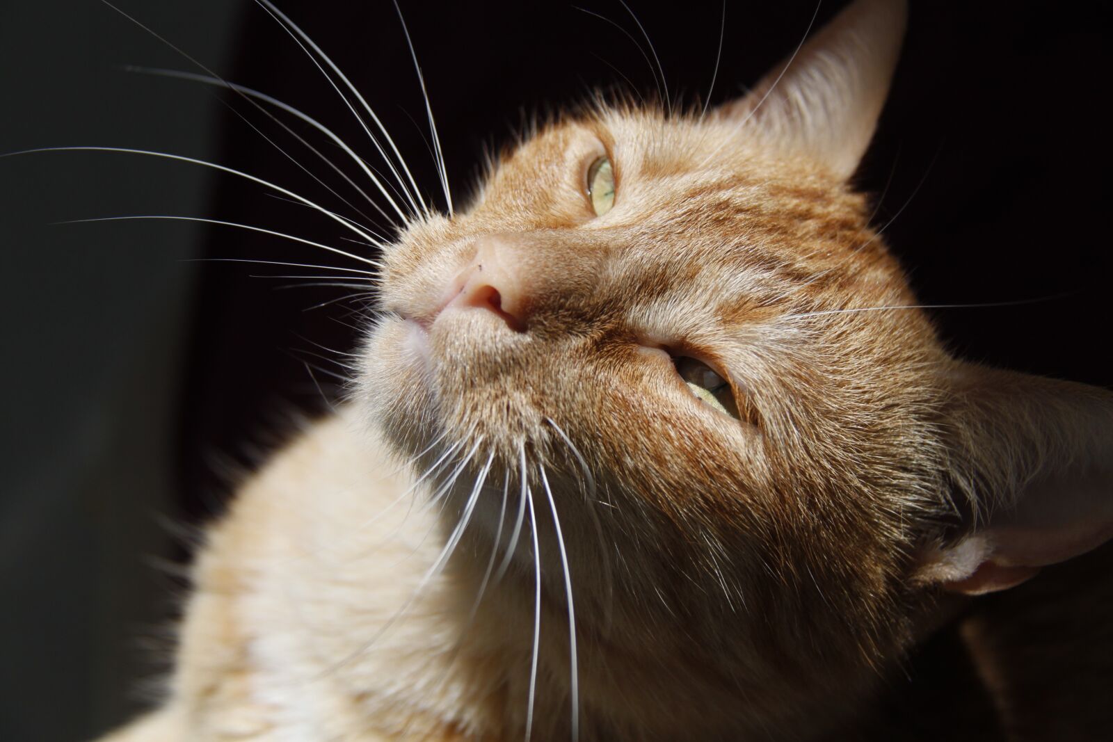 Canon EOS 500D (EOS Rebel T1i / EOS Kiss X3) sample photo. Cat, pet, animals photography