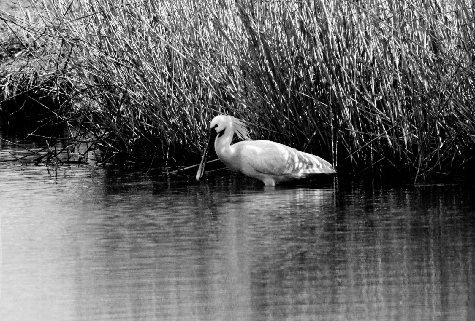 Nikon D7100 sample photo. Spoonbill, wading bird, animal photography