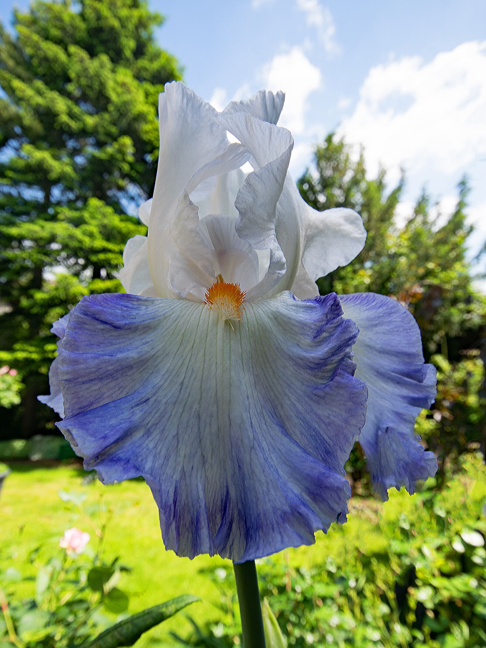 Nikon D5300 sample photo. Daylily, lily, flowers photography