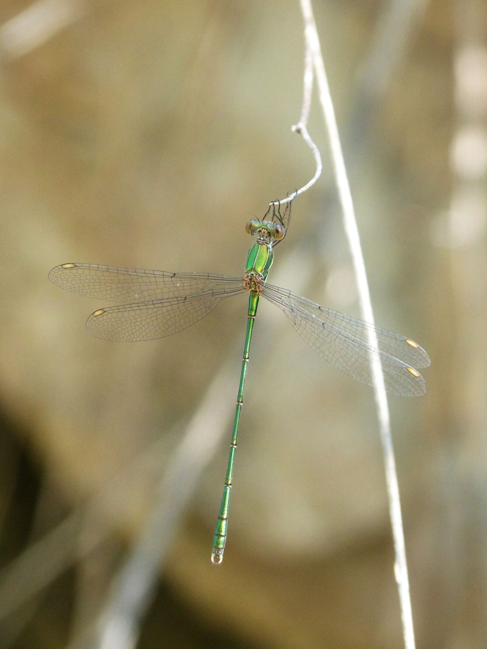 Panasonic DMC-FZ62 sample photo. Dragonfly, damselfly, green dragonfly photography