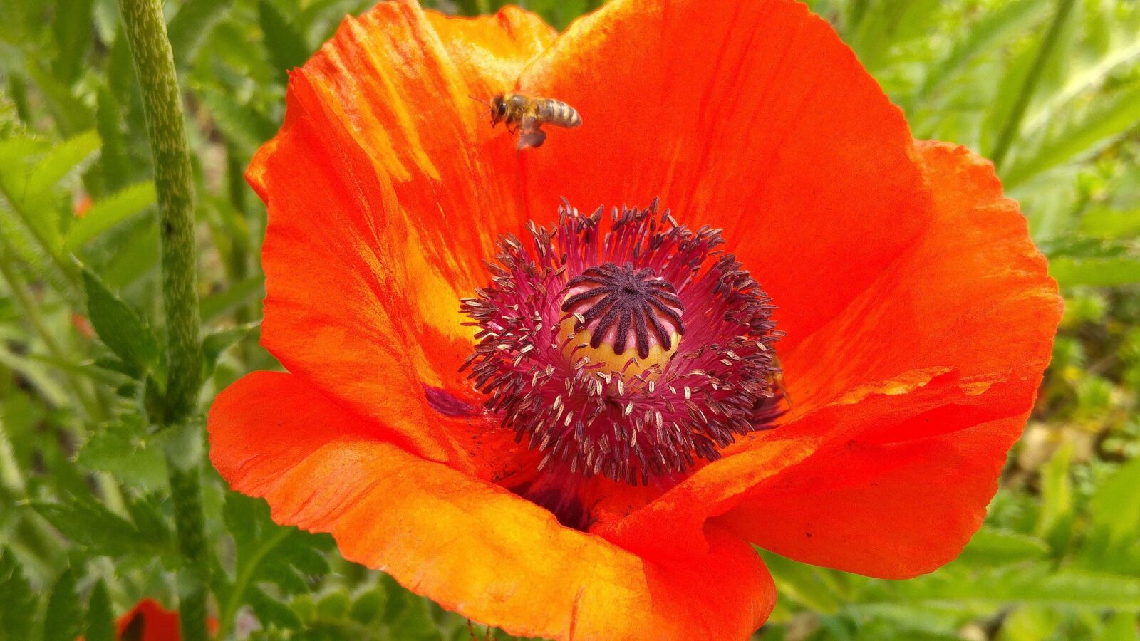 LG G4 sample photo. Poppy flower, bee, mohngewaechs photography