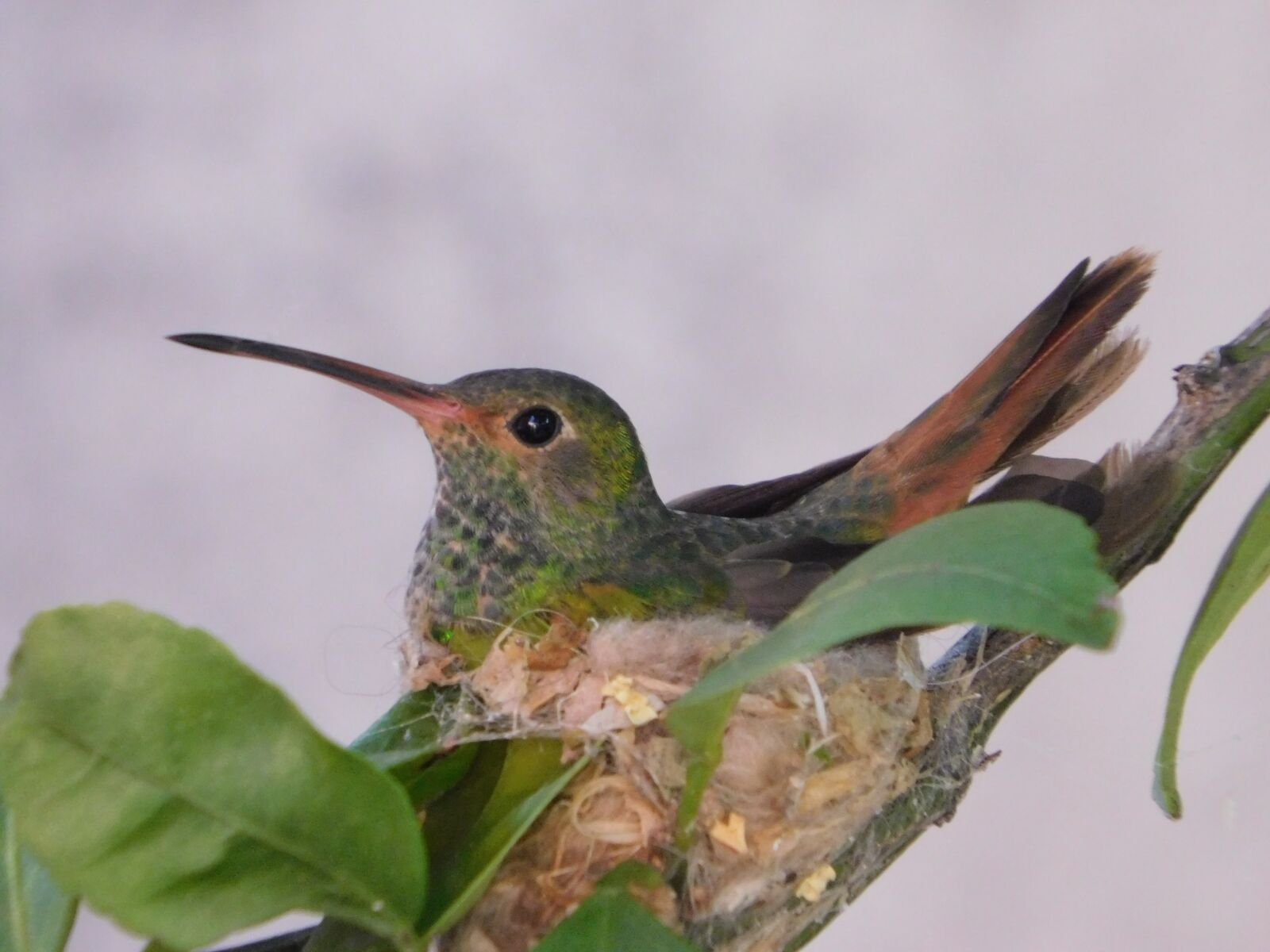 Nikon Coolpix B500 sample photo. Colibri, bird, hummingbird photography