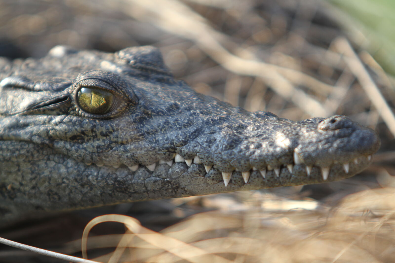 Canon EOS 7D sample photo. Botswana, crocodile, okawango, delta photography