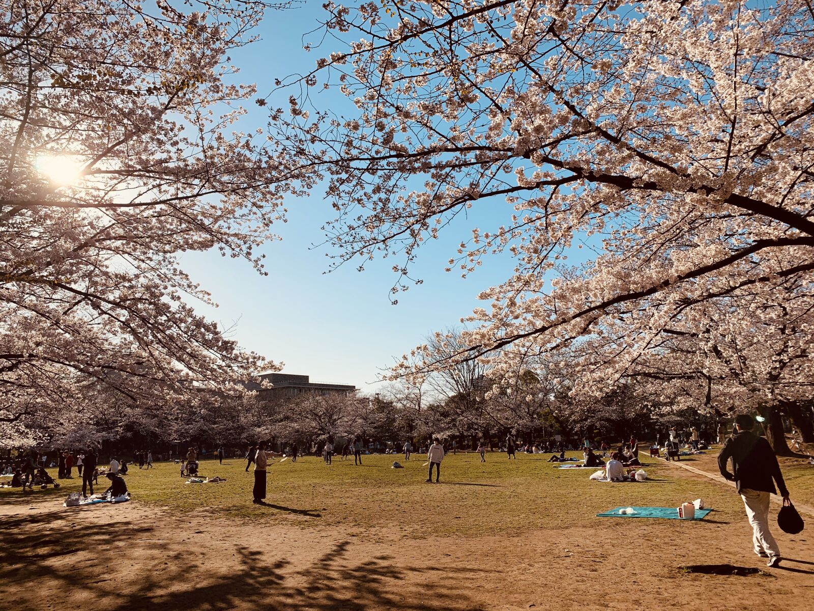 Apple iPhone XS Max sample photo. Cherry blossoms, park, natural photography