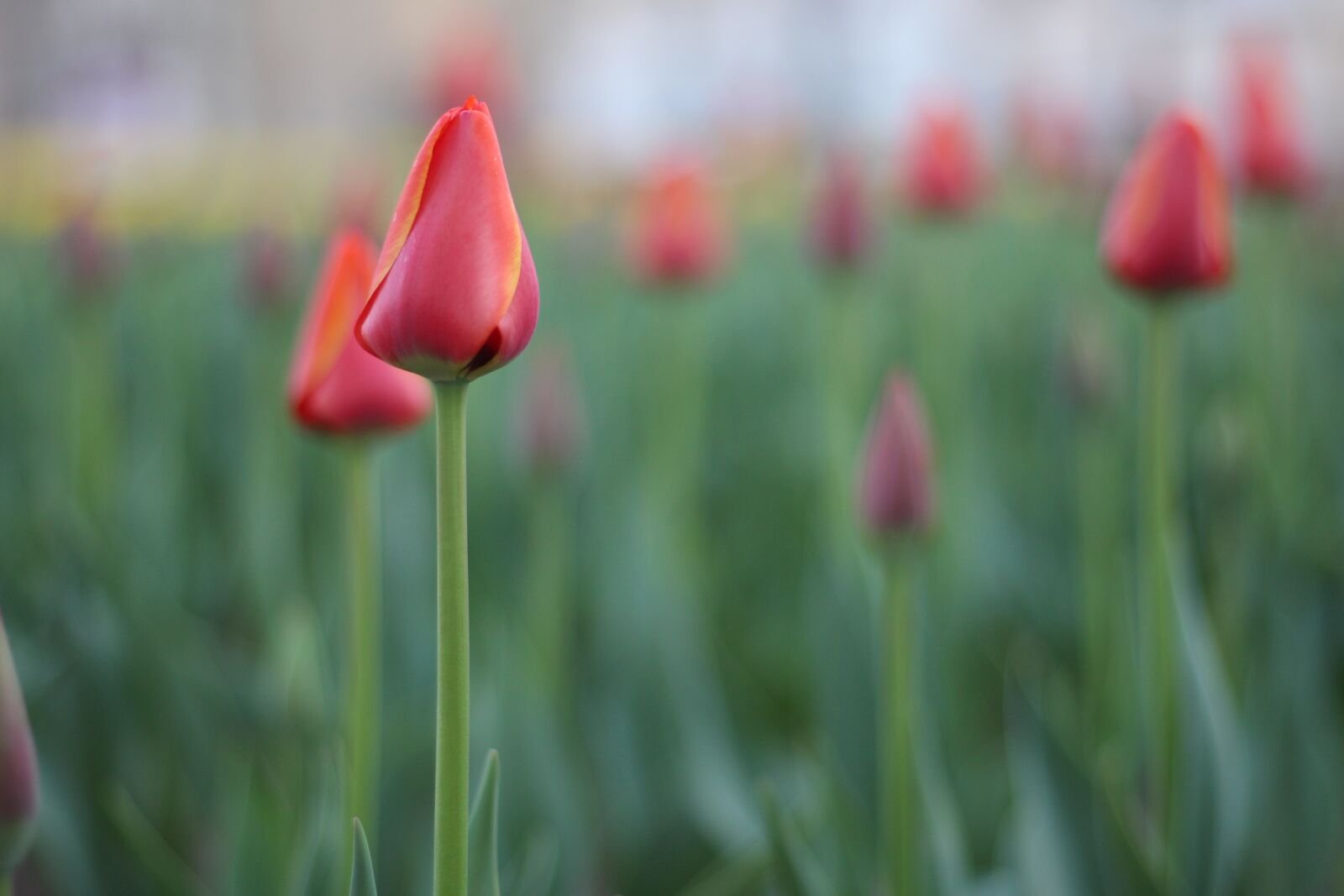 Canon EOS 700D (EOS Rebel T5i / EOS Kiss X7i) + Canon EF 50mm F1.8 STM sample photo. Flower, nature, iran photography