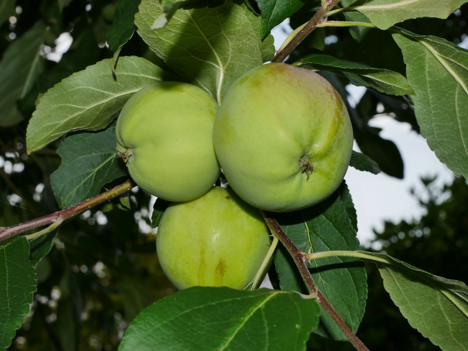 Panasonic Lumix DMC-G6 sample photo. Apple tree, green, fruit photography