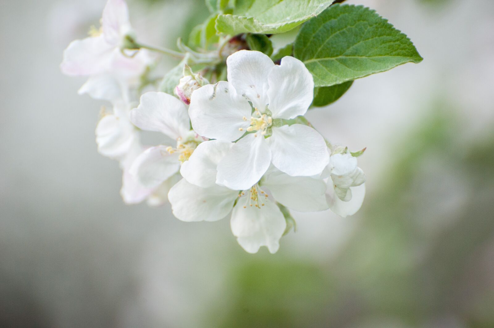 Nikon D700 sample photo. Spring, white flowers, may photography