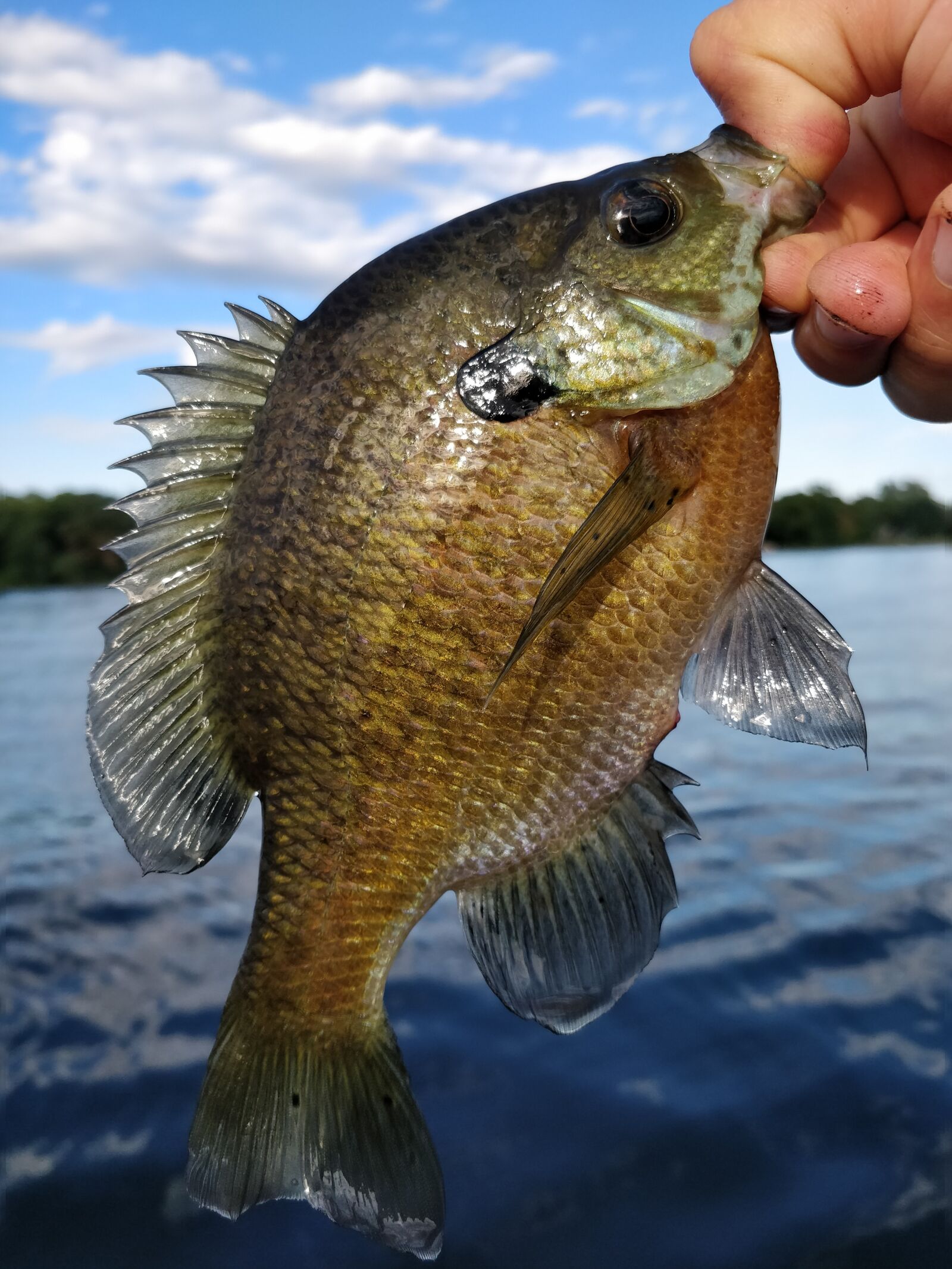 OnePlus A5000 sample photo. Sunfish, fish, nature photography