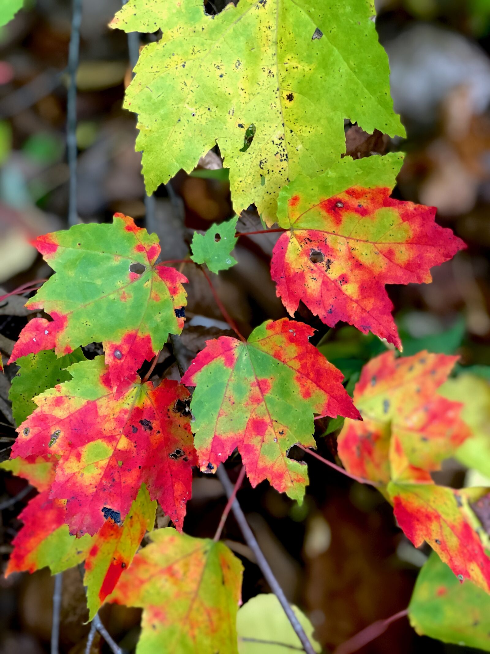 Apple iPhone 8 Plus sample photo. Leaves, fall, autumn photography