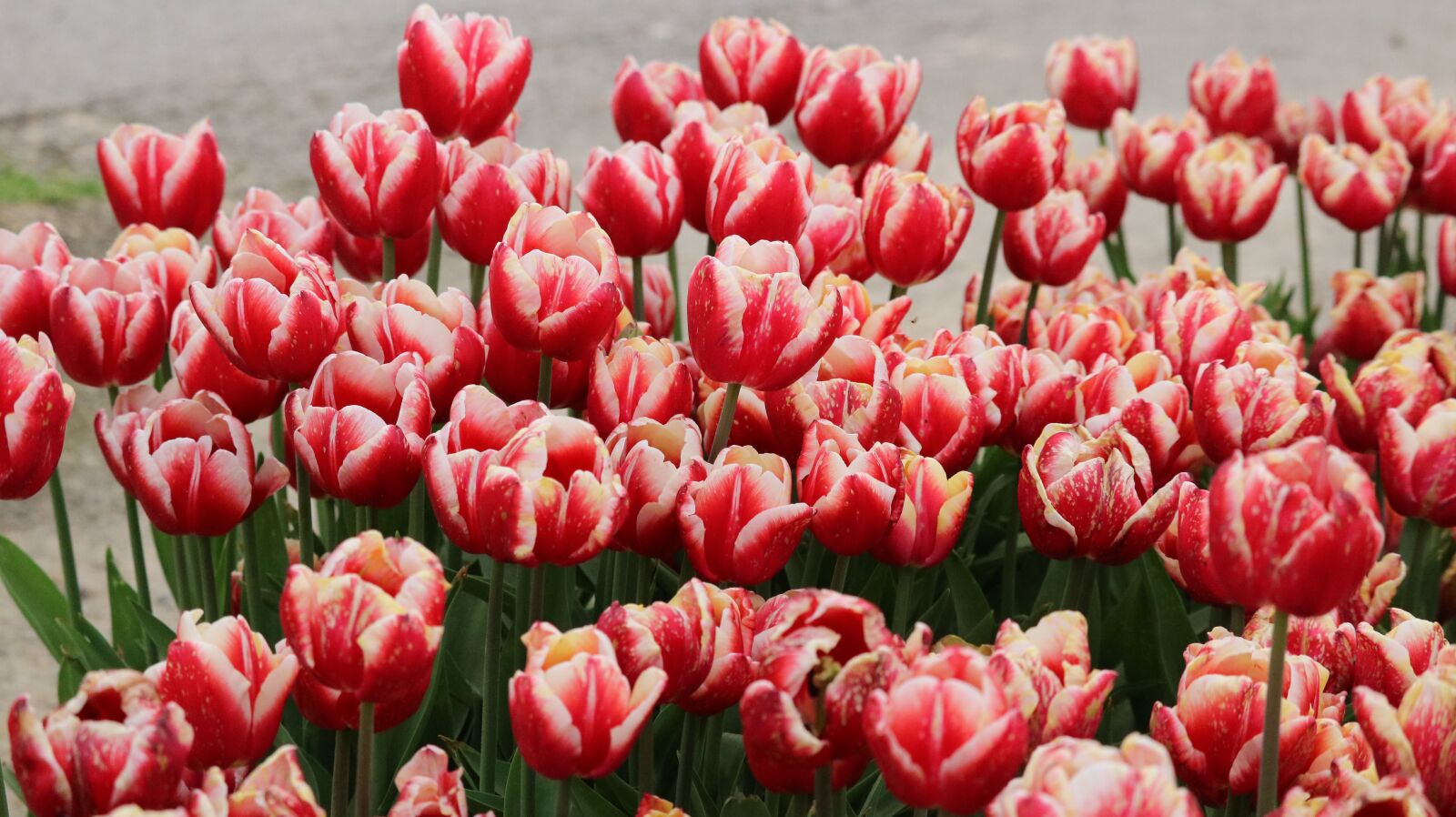 Canon EOS 750D (EOS Rebel T6i / EOS Kiss X8i) sample photo. Tulip, flower, nature photography
