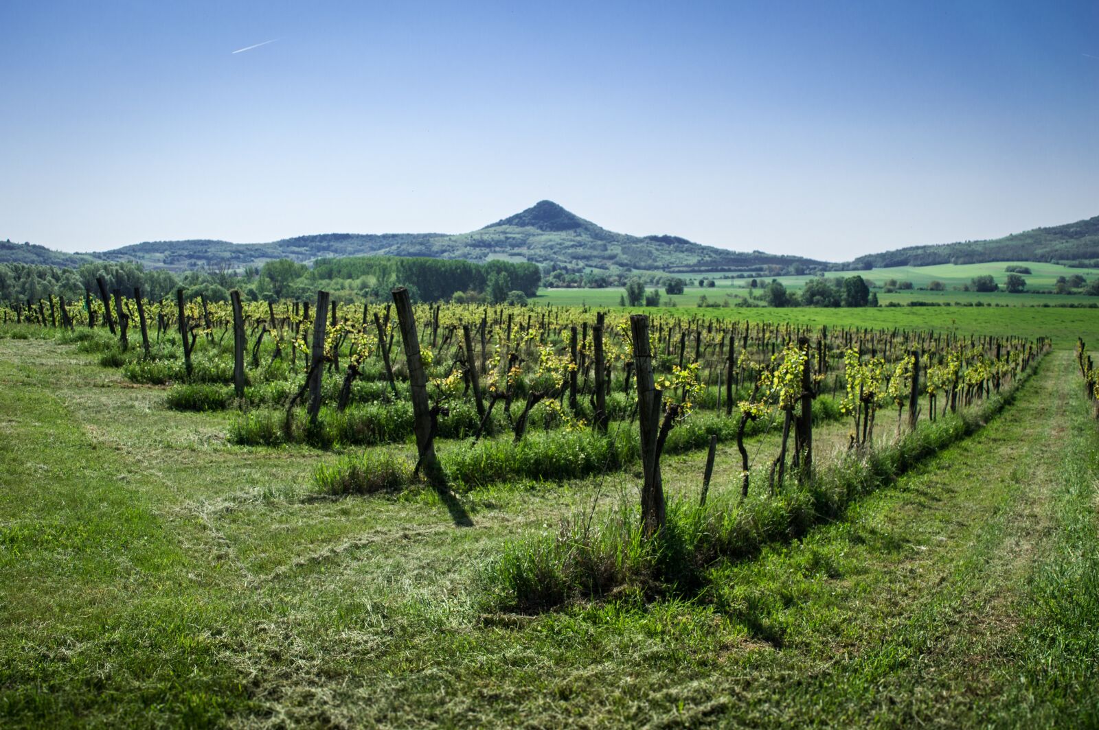 Nikon D3200 sample photo. Vineyard, green, blue photography