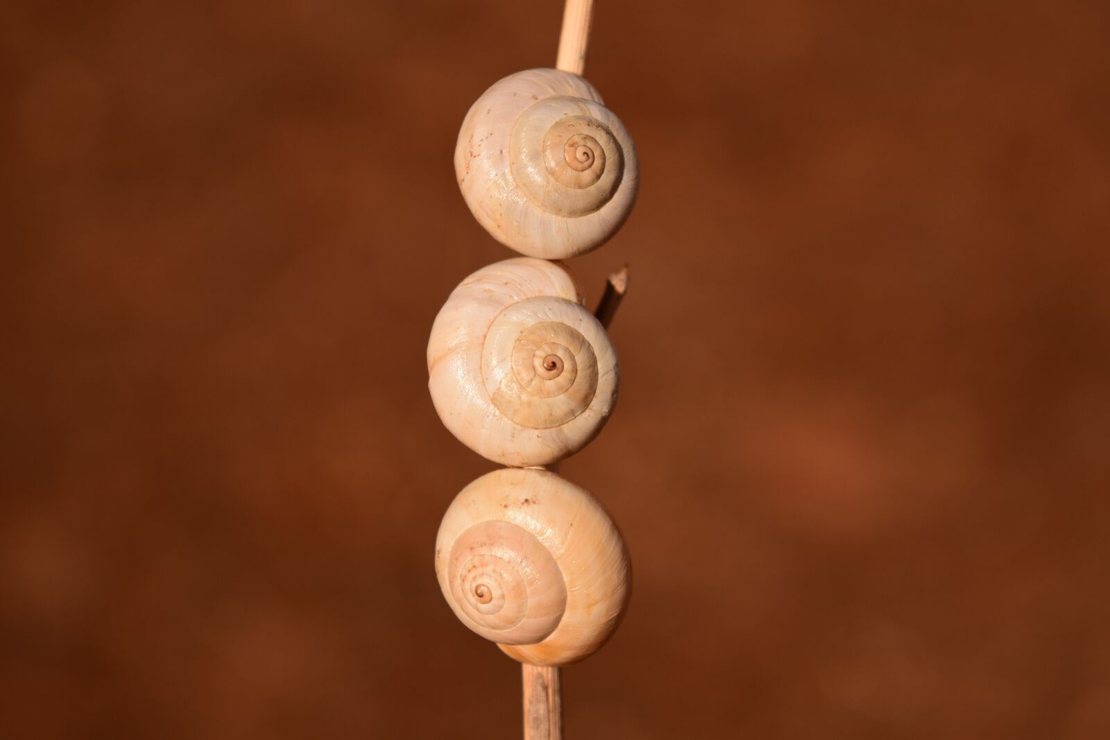 Nikon D3300 sample photo. Snail shells, brown, nature photography