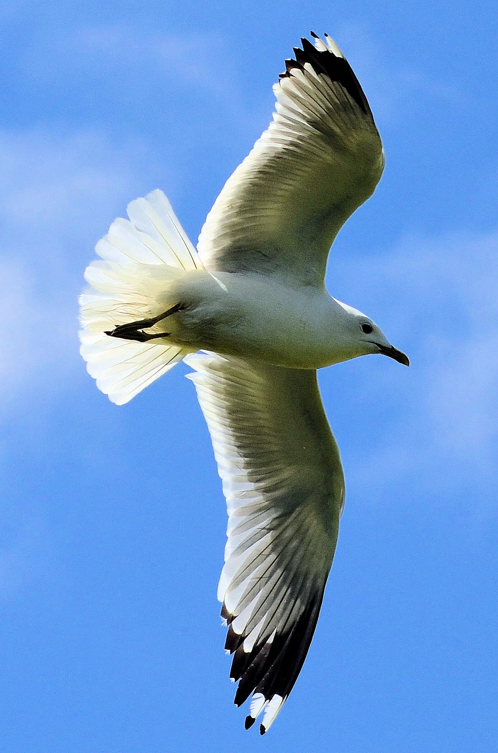 Nikon D5100 sample photo. Seagull, bird, sky photography