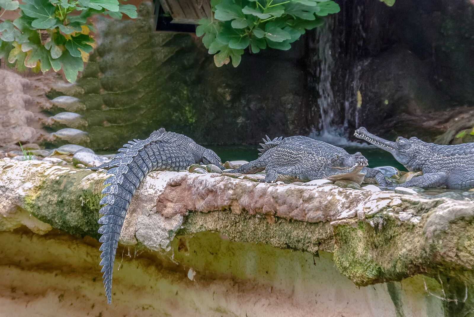 Nikon D80 sample photo. Reptile, crocodile, predator photography