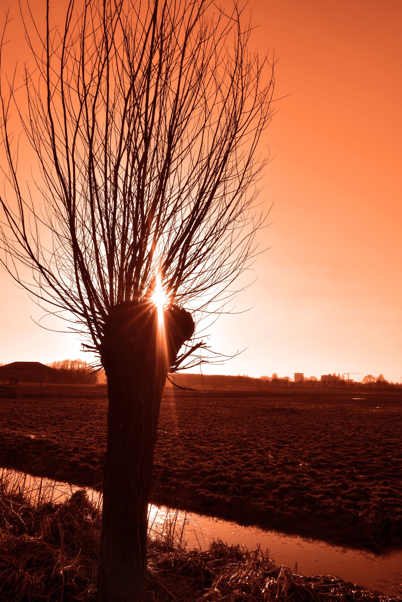 Nikon D750 sample photo. Willow, pollarded willow, pollard photography