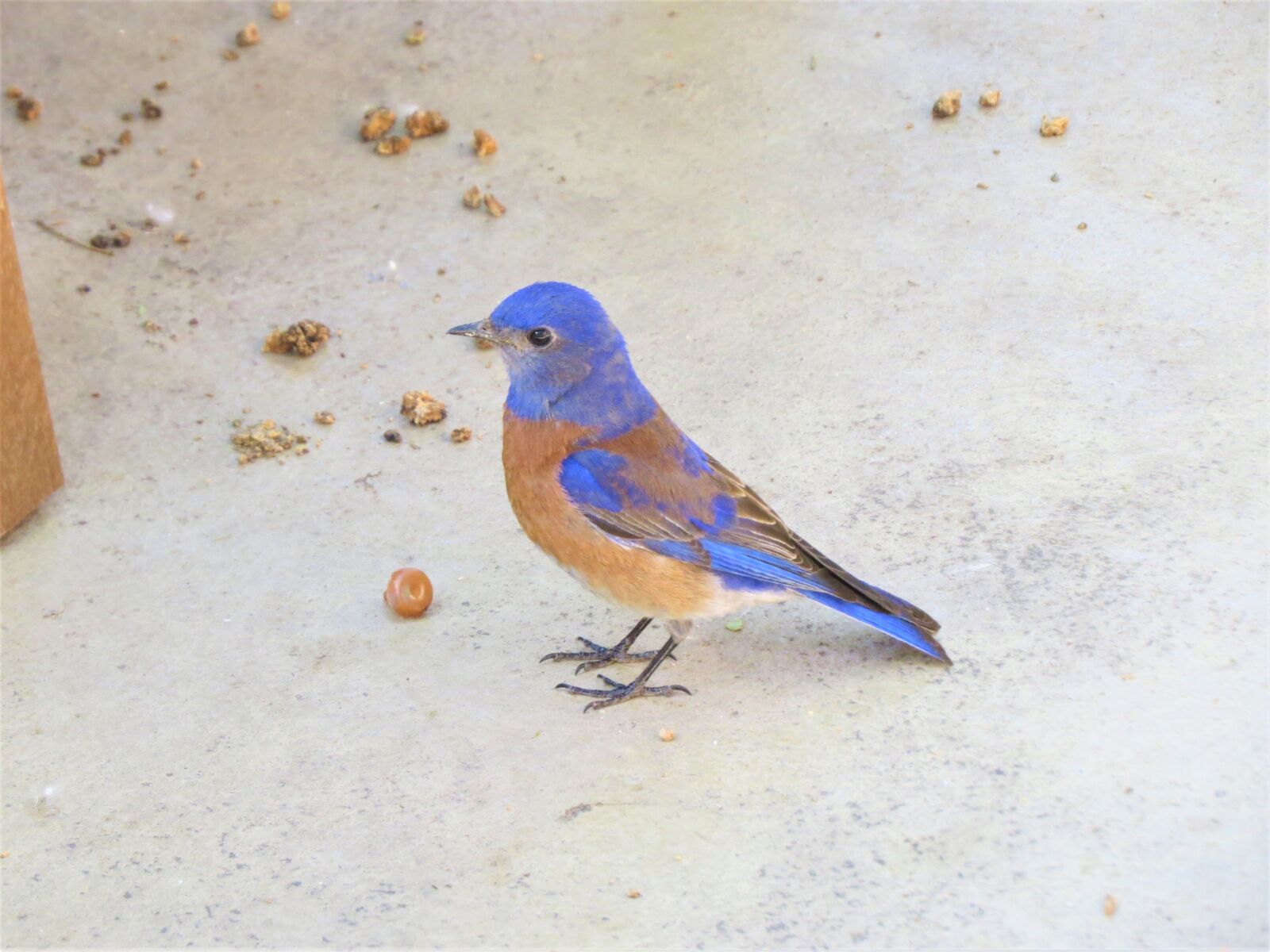 Canon PowerShot SX50 HS sample photo. Bird, blue, wild photography