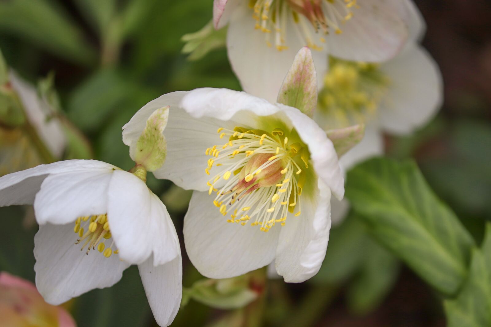 Canon EOS 200D (EOS Rebel SL2 / EOS Kiss X9) sample photo. Anemone blanda, christmas rose photography