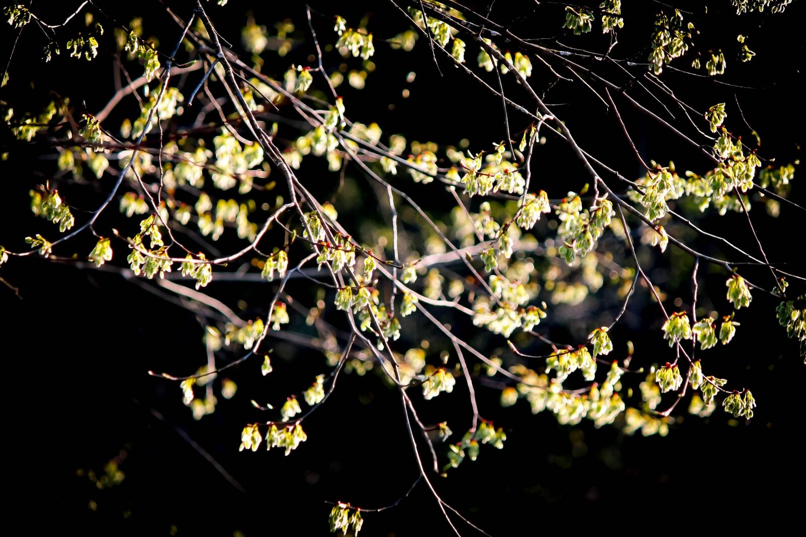 Canon EOS 1100D (EOS Rebel T3 / EOS Kiss X50) sample photo. Nature, tree, branch photography