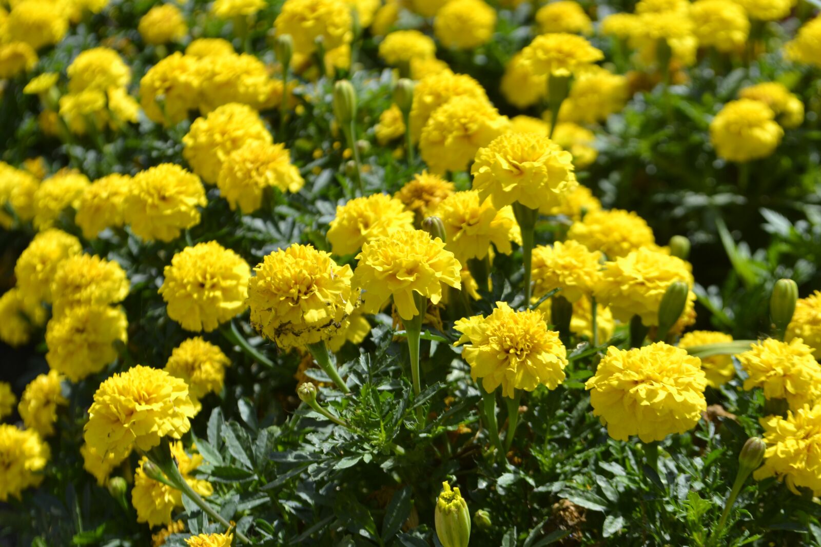 Nikon D3100 sample photo. Chrysanthemums, flowerbed, wildflower photography