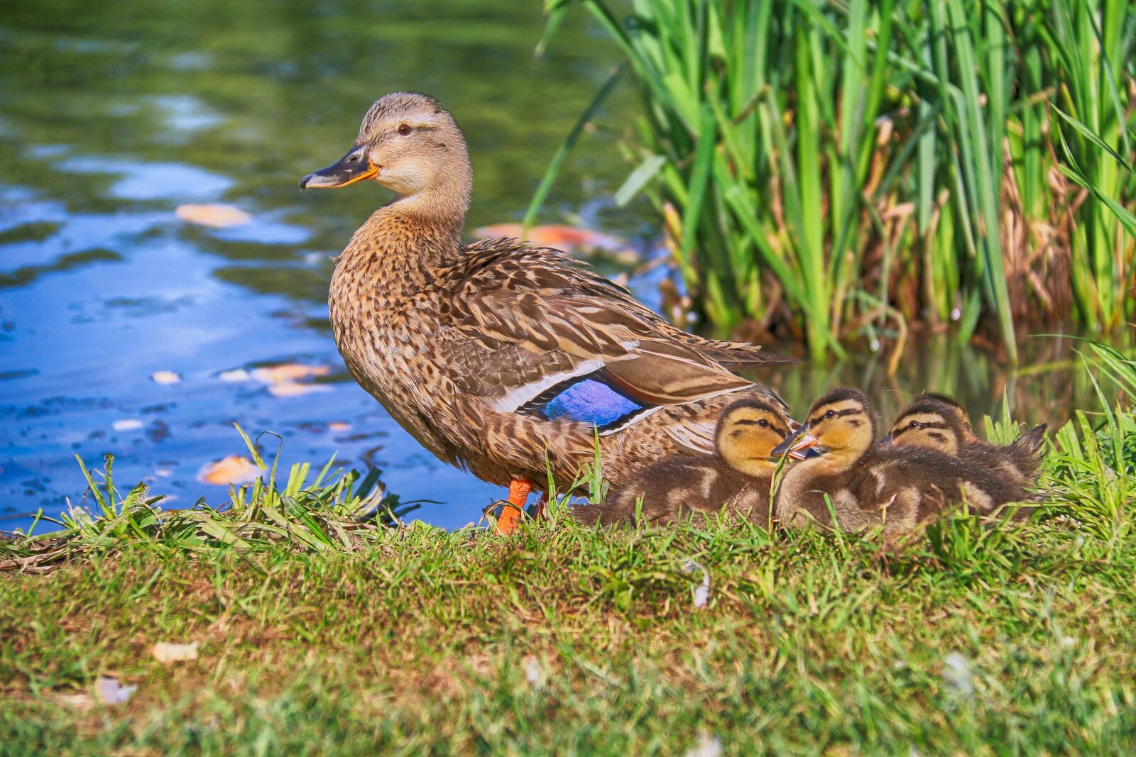 Canon EOS 70D sample photo. Ducks, family, mom photography