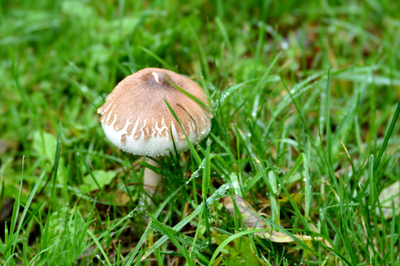 Nikon D600 sample photo. Mushroom, grass, nature photography