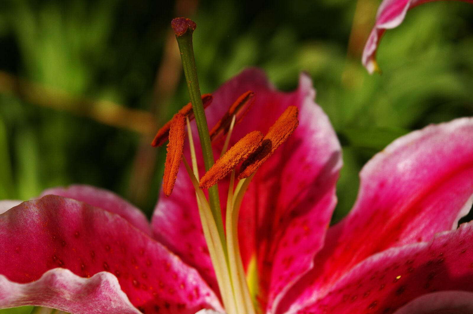 Pentax *ist DL2 sample photo. Lily, flower, blossom photography