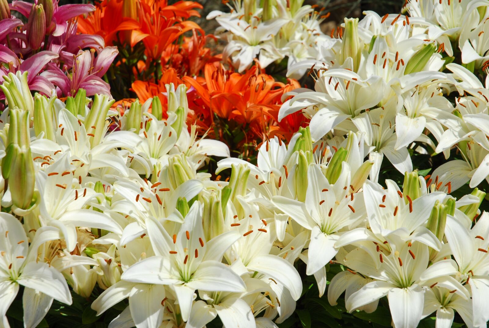 Nikon D200 sample photo. Lilies, flowers, blossom photography