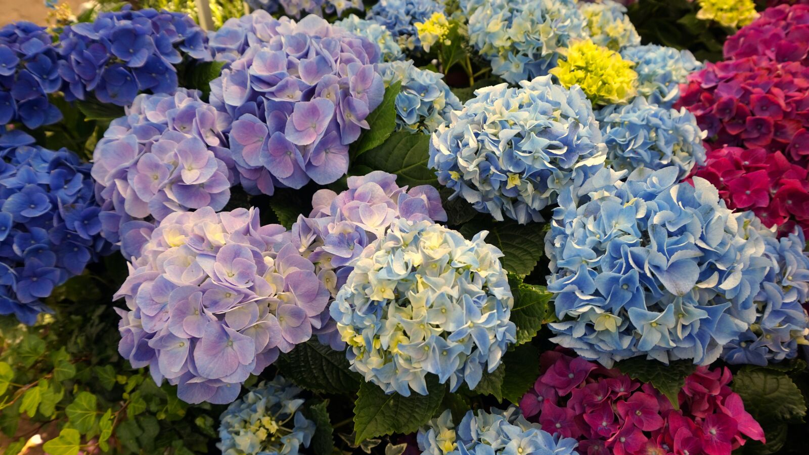 Sony Alpha a5000 (ILCE 5000) sample photo. Hydrangeas, blue, blossom photography