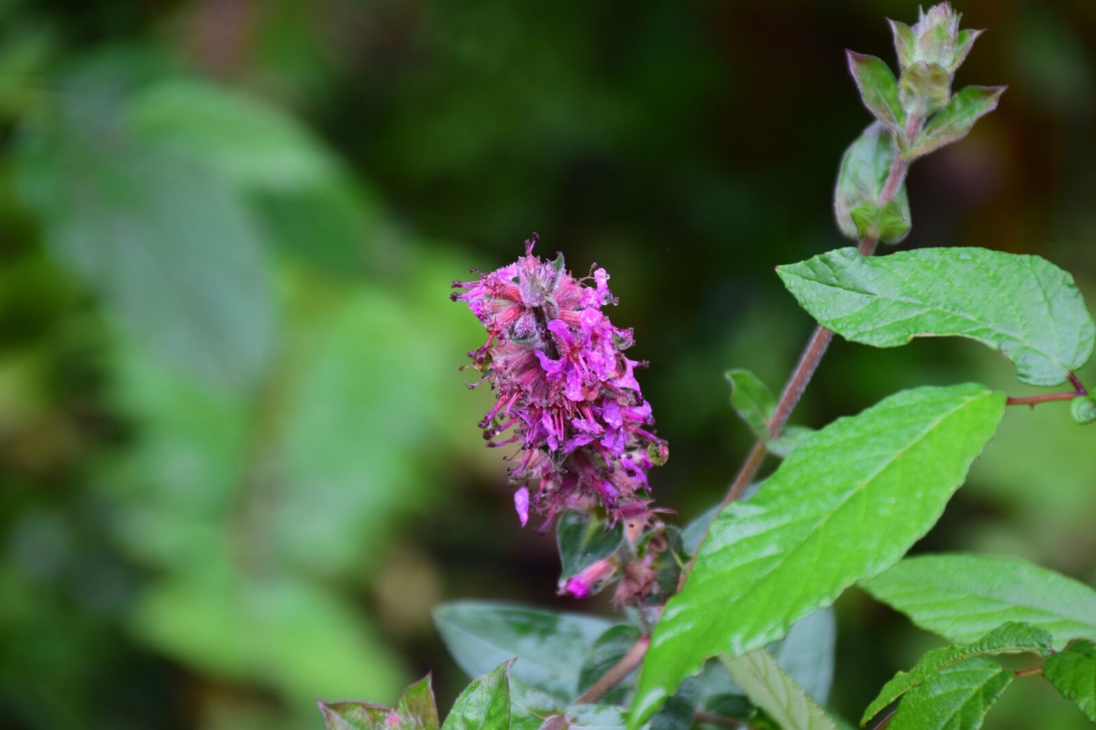 Nikon D5300 sample photo. Nature, flower, forest tree photography