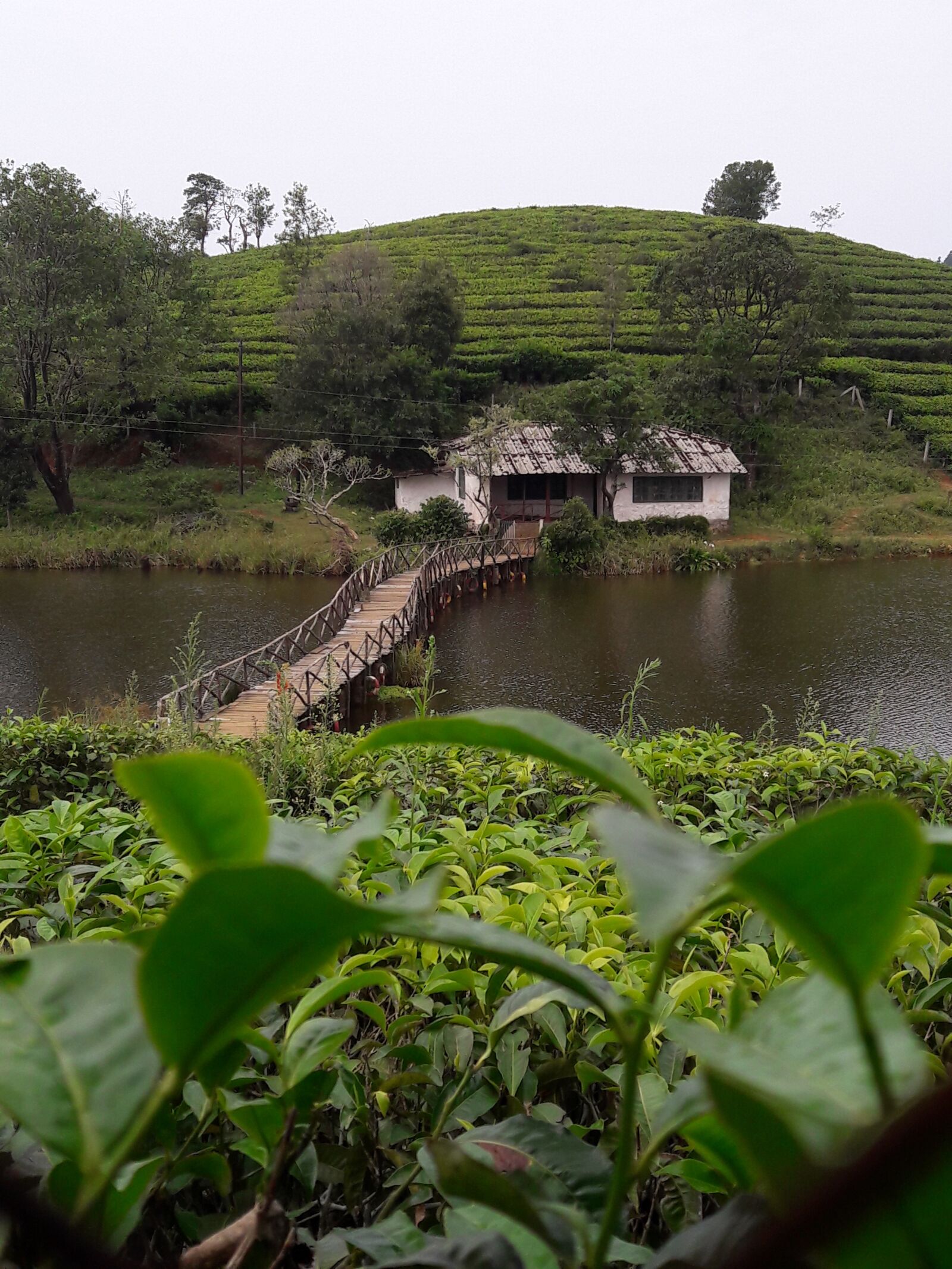 Samsung Galaxy J7 sample photo. Vagamon, idukki, growth photography