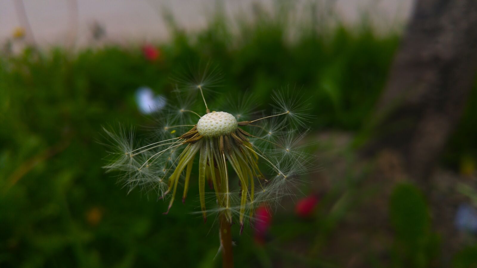 LG G4 sample photo. Nature, plant, outdoors photography