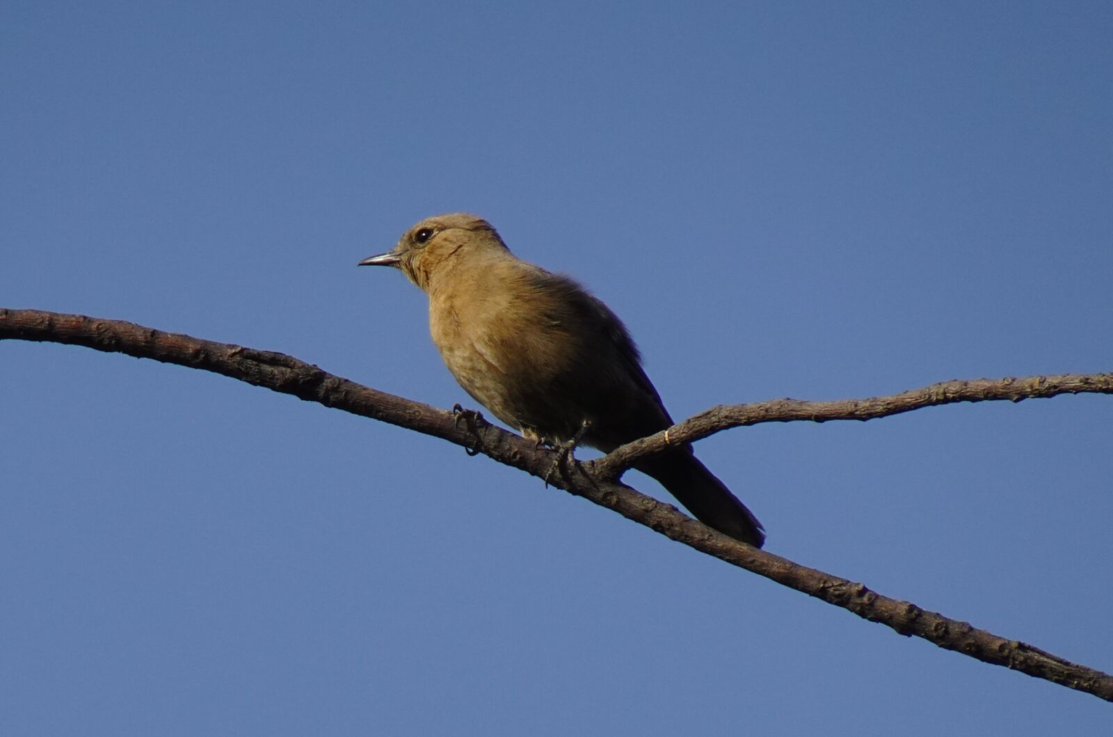 Sony DSC-WX800 sample photo. Bird, brown rock chat photography