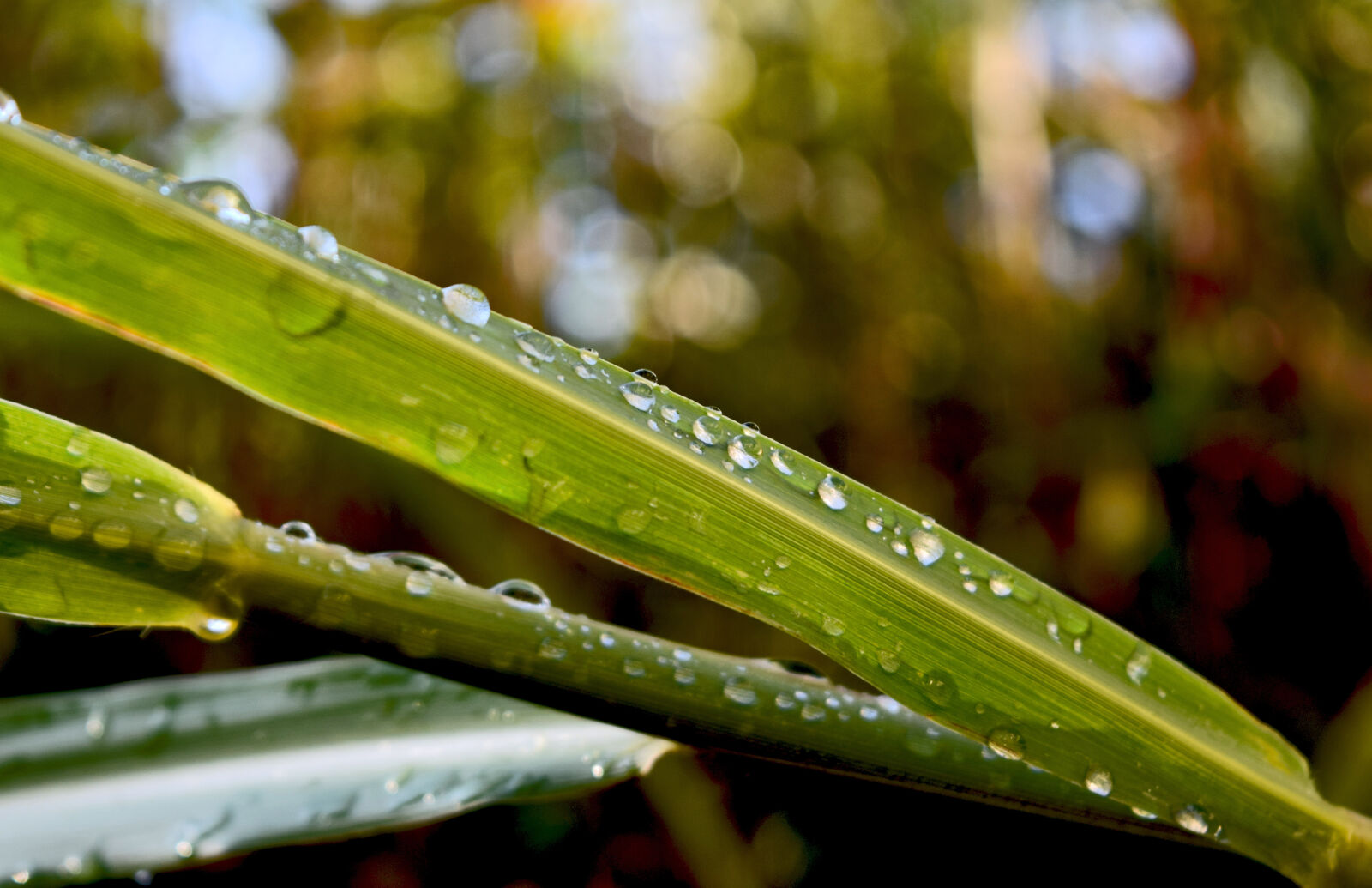 Nikon D3300 sample photo. Dew, drops, grass, morning photography