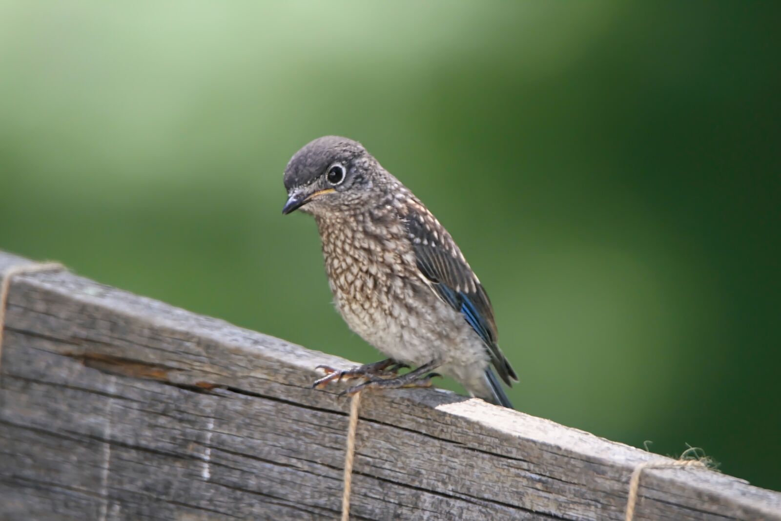 Tamron SP 150-600mm F5-6.3 Di VC USD sample photo. Bluebird, bird, fledgling photography