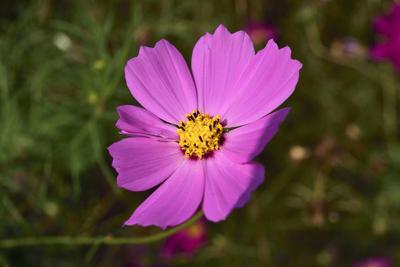 Nikon D750 sample photo. Cosmos factory, flowers, affix photography