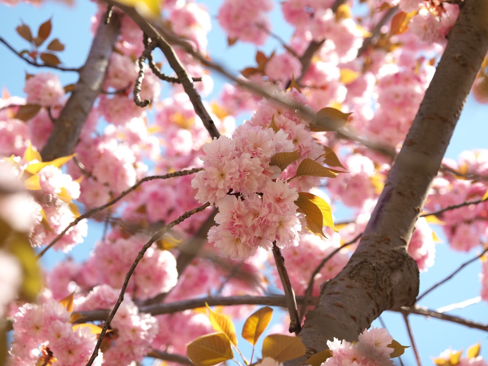 Olympus OM-D E-M10 III sample photo. Cherry blossom, blossom, bloom photography