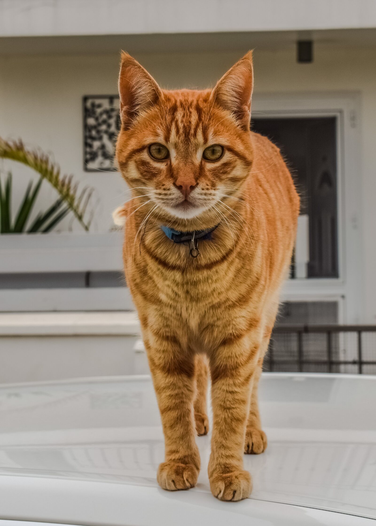 Nikon D3300 sample photo. Cat, domestic, animal photography