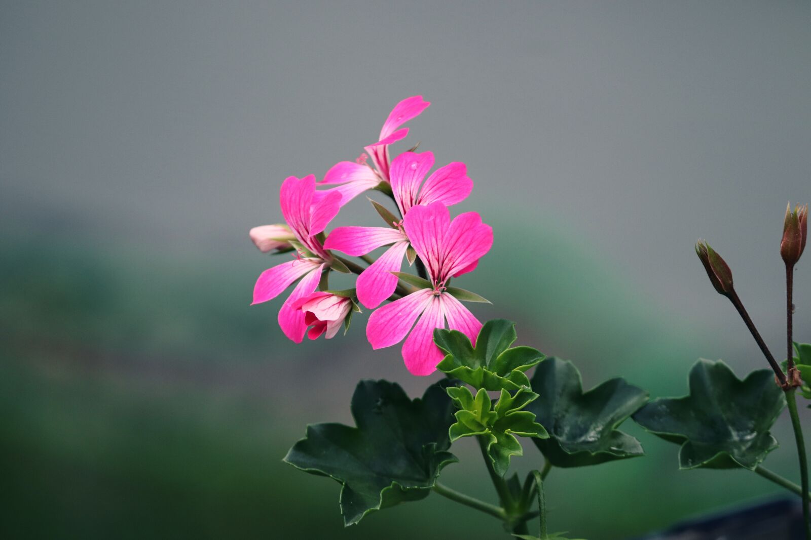 Canon EOS 200D (EOS Rebel SL2 / EOS Kiss X9) sample photo. Geranium, flowers, pink photography