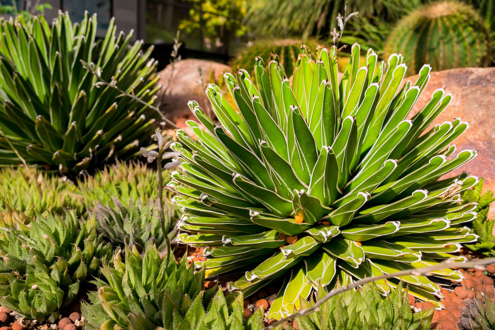 Canon EOS 70D sample photo. Cactus, botany, plants photography