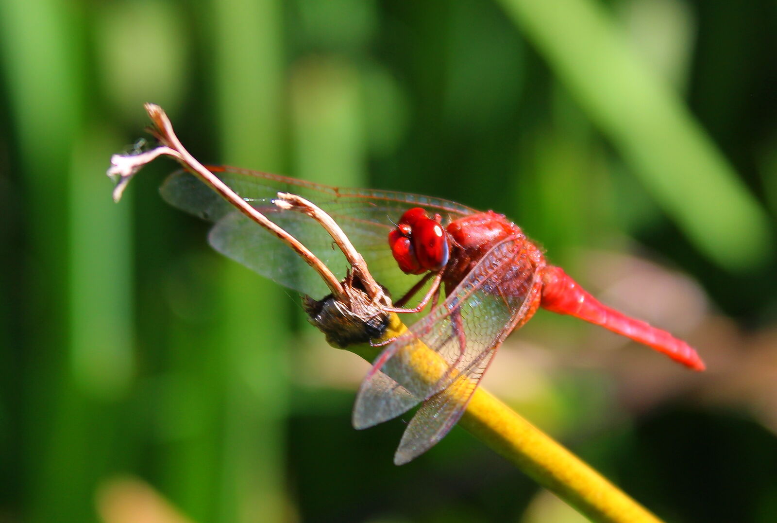 Canon EOS 1300D (EOS Rebel T6 / EOS Kiss X80) sample photo. Close, up, dragonfly photography