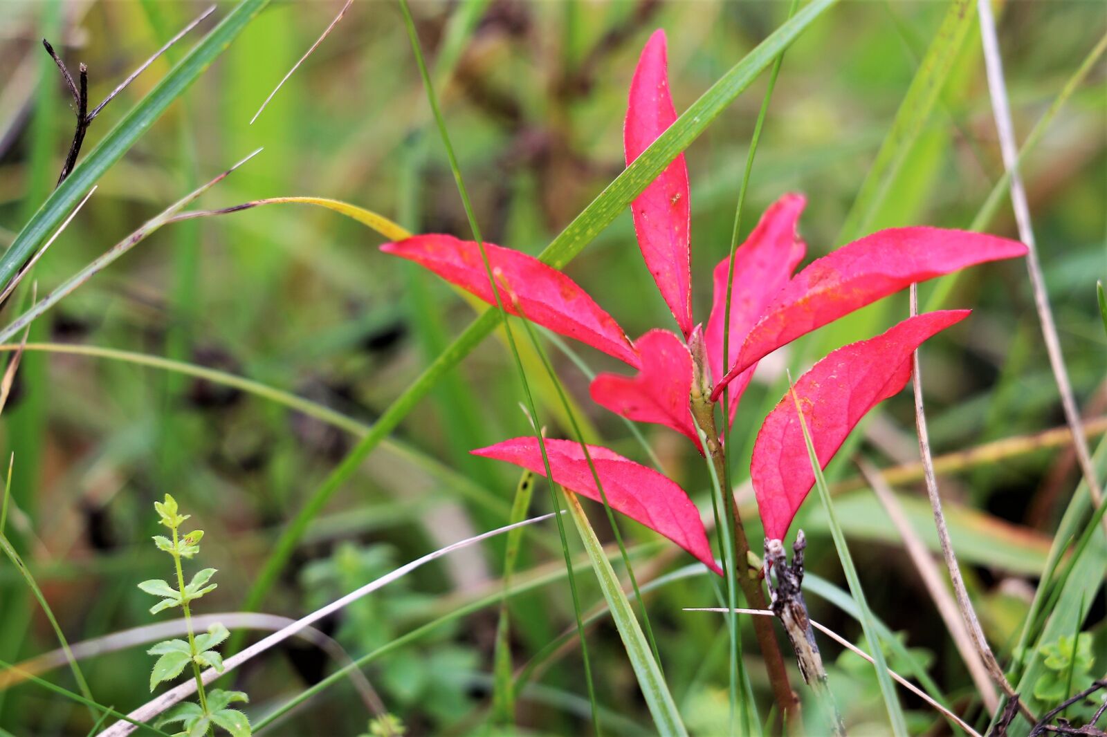 Canon EF 70-300 F4-5.6 IS II USM sample photo. Autumn, colorful, red photography