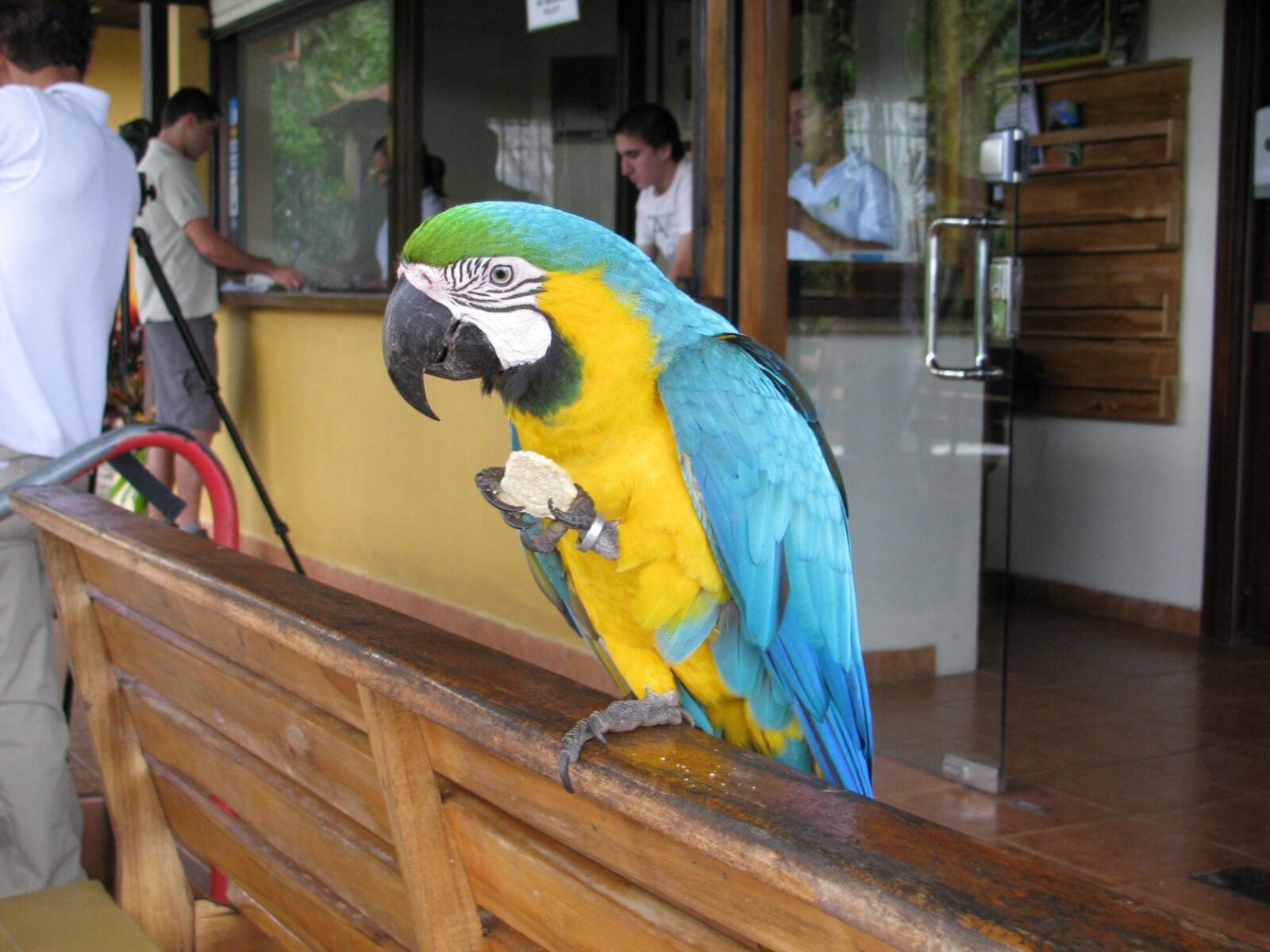 Canon PowerShot SX110 IS sample photo. "Parrot" photography