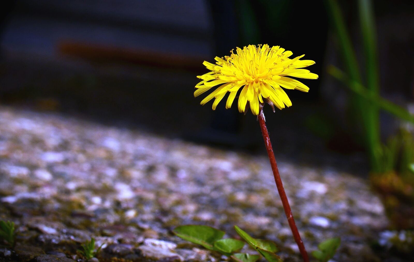 Nikon D5100 sample photo. Haulm, dandelion, bloom, petal photography