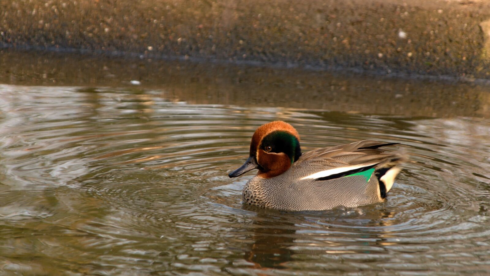 18.00 - 200.00 mm f/3.5 - 6.3 sample photo. Duck, water, ducks photography