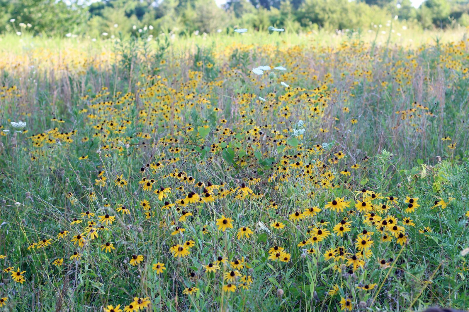 Canon EF 50mm F1.8 STM sample photo. Field, wildflower, summer photography