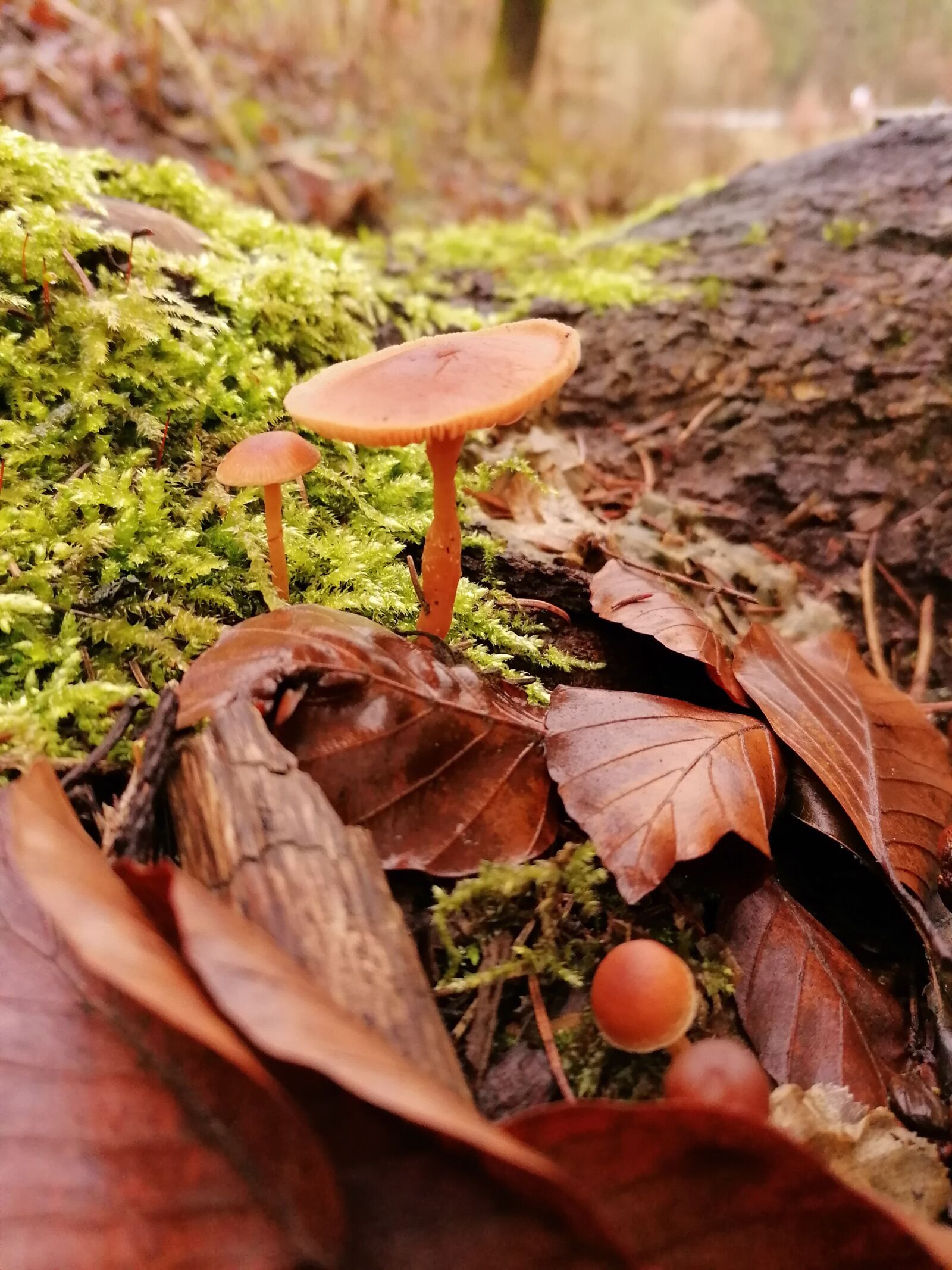 HUAWEI P30 LITE sample photo. Mushroom, nature, forest photography