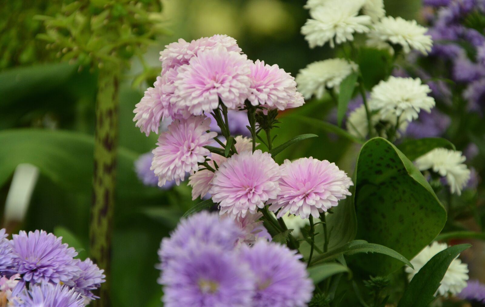 Nikon D5200 sample photo. Flowers, fall, pink parma photography