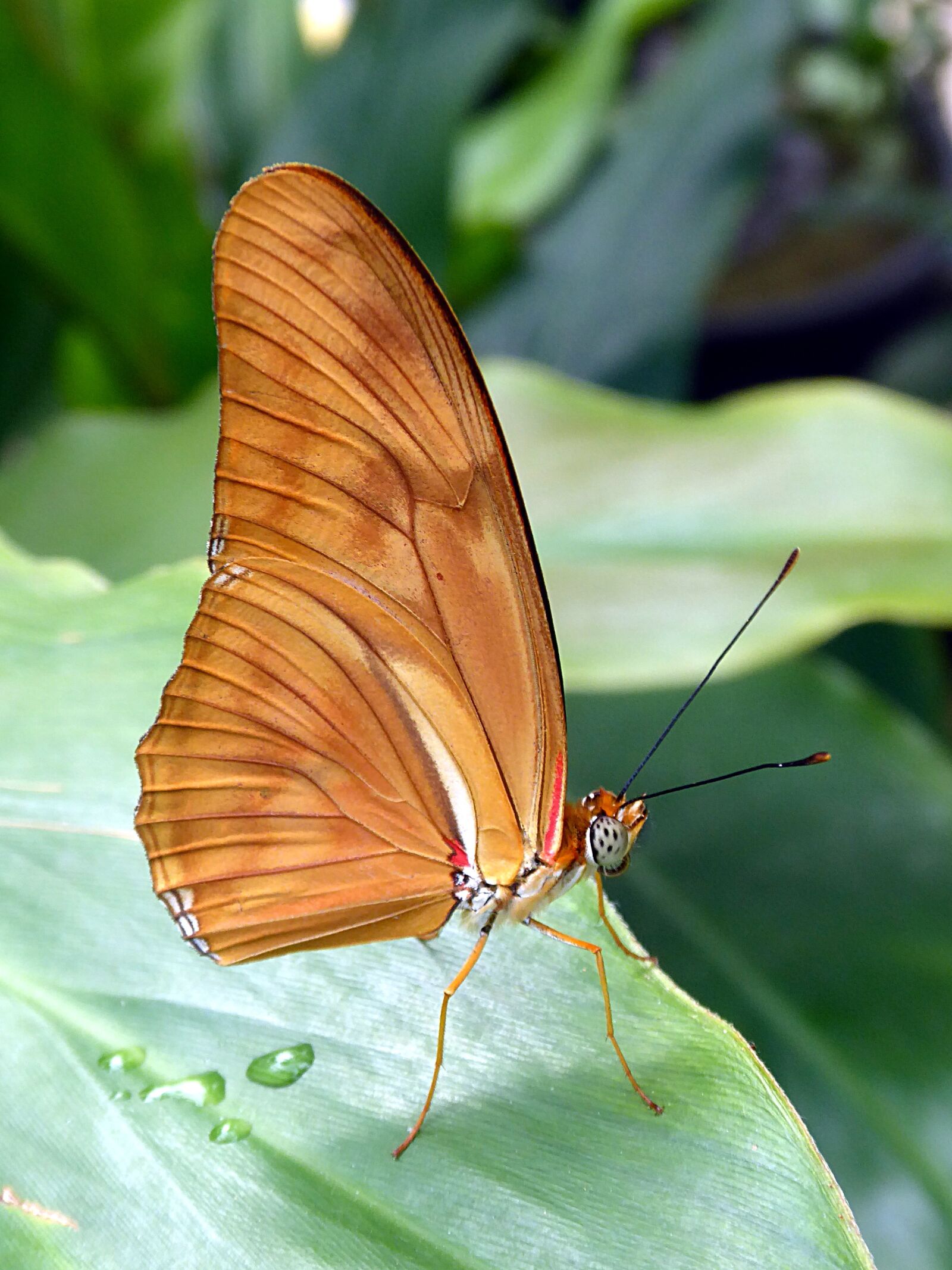 Panasonic Lumix DMC-ZS50 (Lumix DMC-TZ70) sample photo. Butterfly, insect, nature photography