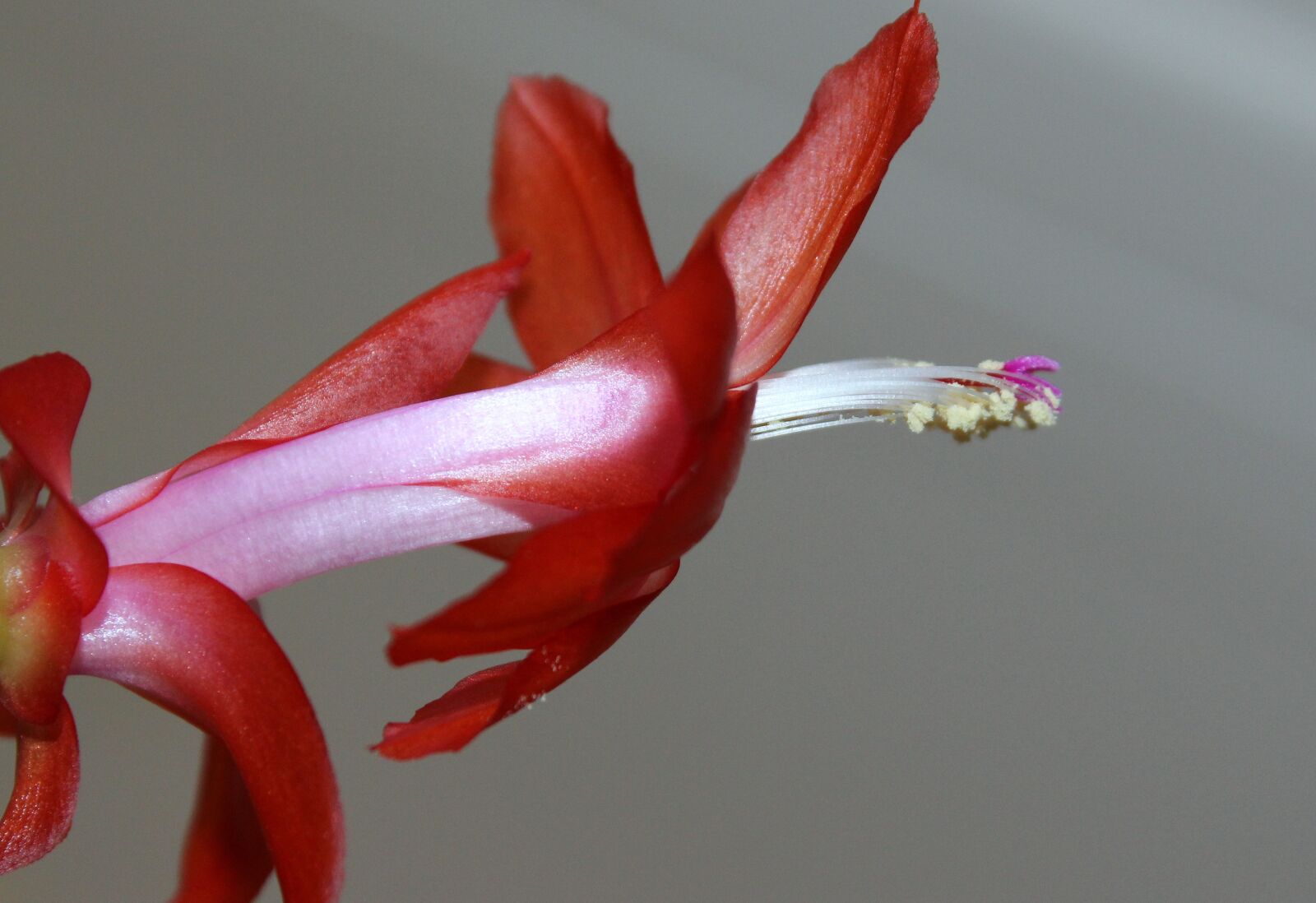 Canon EOS 650D (EOS Rebel T4i / EOS Kiss X6i) sample photo. Easter cactus, weihnachtskaktus, plant photography